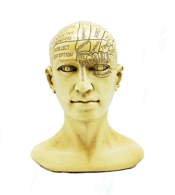 Large Phrenology Bust / Head Statue