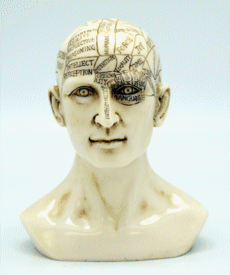medium phrenology skull