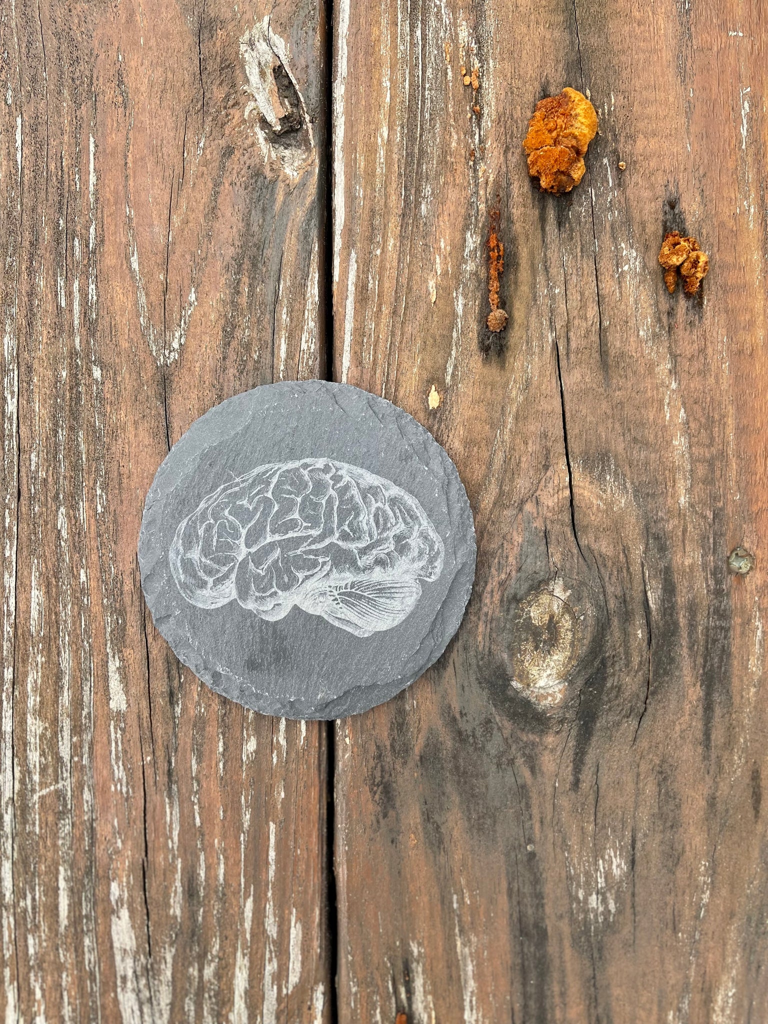 Brain Anatomy Engraved Slate Coaster