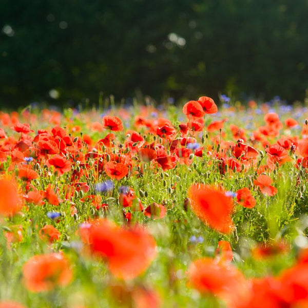 Alaska Red Poppy | Flower Seed Grow Kit