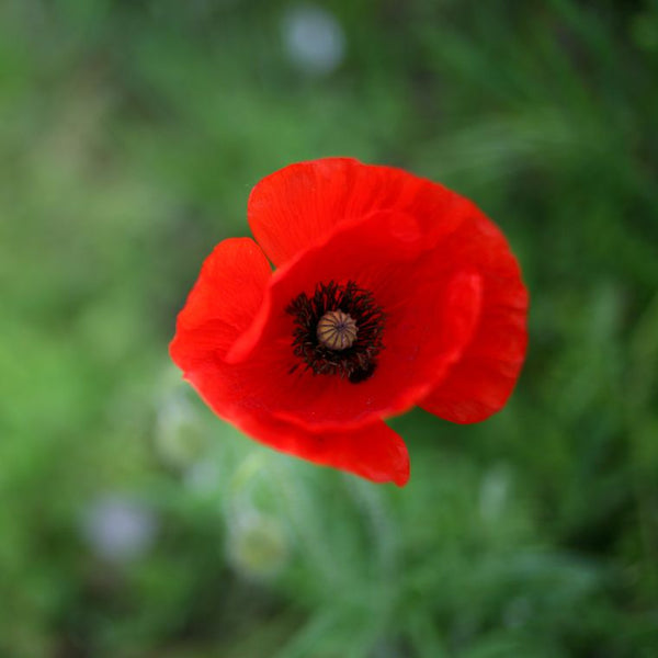 Alaska Red Poppy | Flower Seed Grow Kit