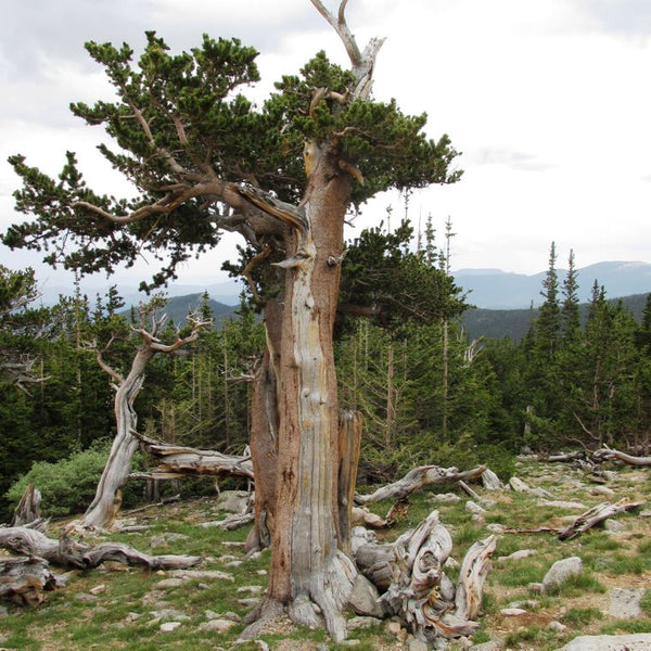 Bristlecone Pine | Seed Grow Kit