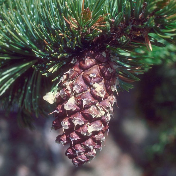 Bristlecone Pine | Seed Grow Kit