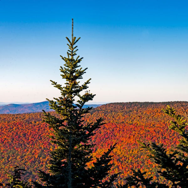 Living Christmas Tree | Balsam Fir | Seed Grow Kit | The Jonsteen Company