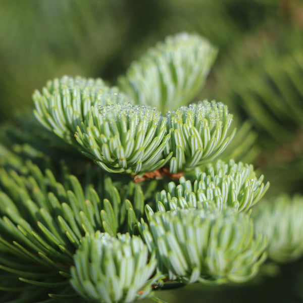 Living Christmas Tree | Balsam Fir | Seed Grow Kit | The Jonsteen Company