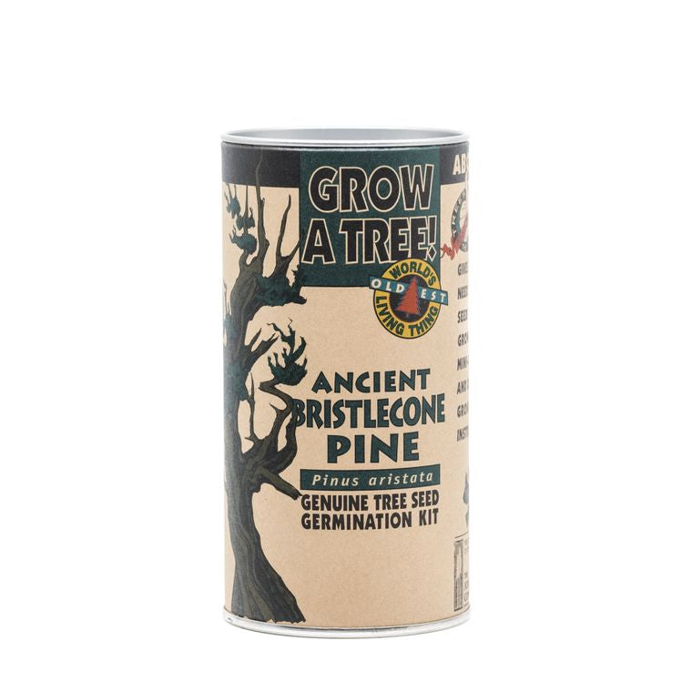 Bristlecone Pine | Seed Grow Kit