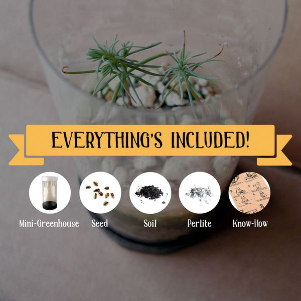 Bristlecone Pine | Seed Grow Kit