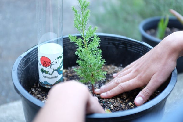 Bonsai Starter | Packaged Live Tree