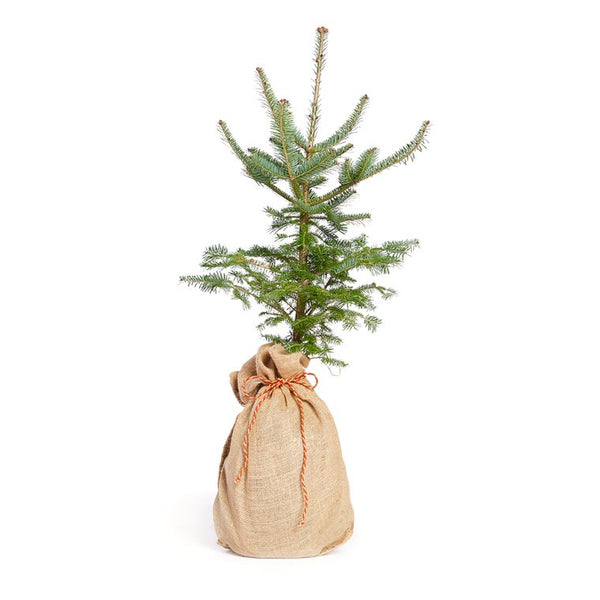 Living Christmas Tree | Balsam Fir | Seed Grow Kit | The Jonsteen Company