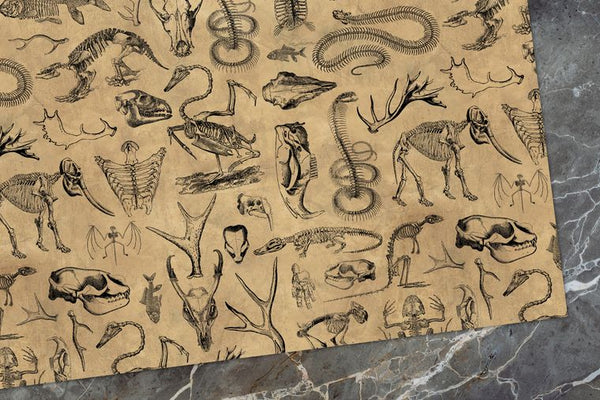 Vintage Wrapping Paper [3 Styles] Flat Pack - Animal Bones, Vintage Medical, Alchemy