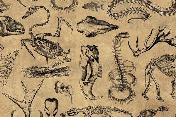 Vintage Wrapping Paper [3 Styles] Flat Pack - Animal Bones, Vintage Medical, Alchemy